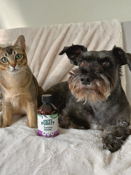 Natural Tummy Settler for Dogs & Cats - 250ml