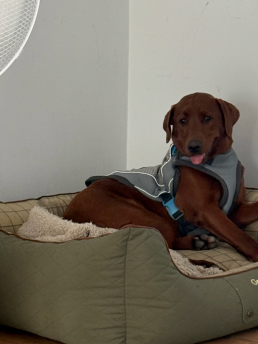 George Barclay ClimaCOOL Dog Cooling Jacket