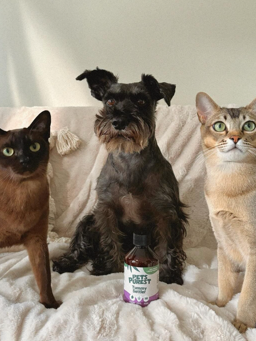 Natural Tummy Settler for Dogs & Cats - 250ml