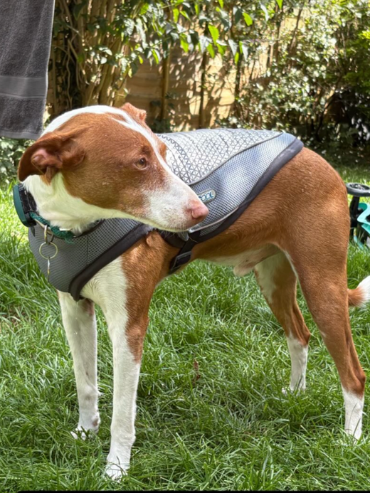 George Barclay ClimaCOOL Dog Cooling Jacket
