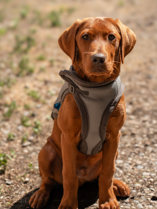 George Barclay ClimaCOOL Dog Cooling Jacket