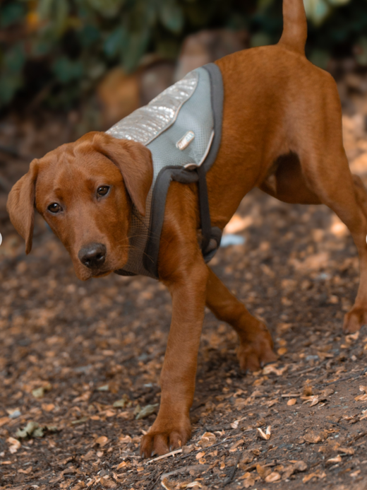 George Barclay ClimaCOOL Dog Cooling Jacket