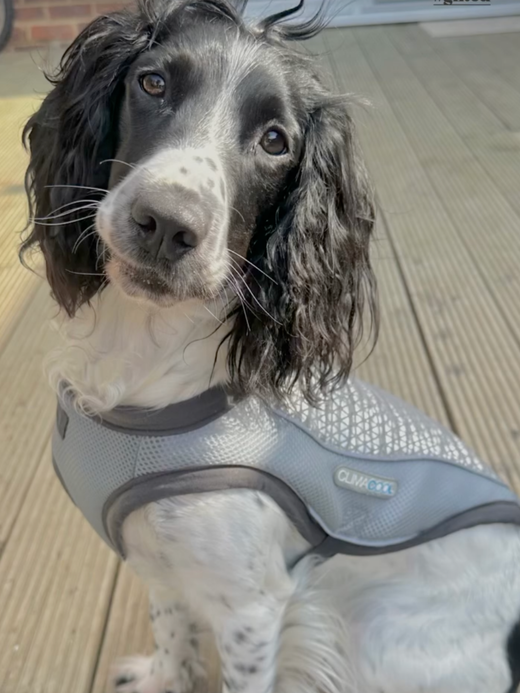 George Barclay ClimaCOOL Dog Cooling Jacket