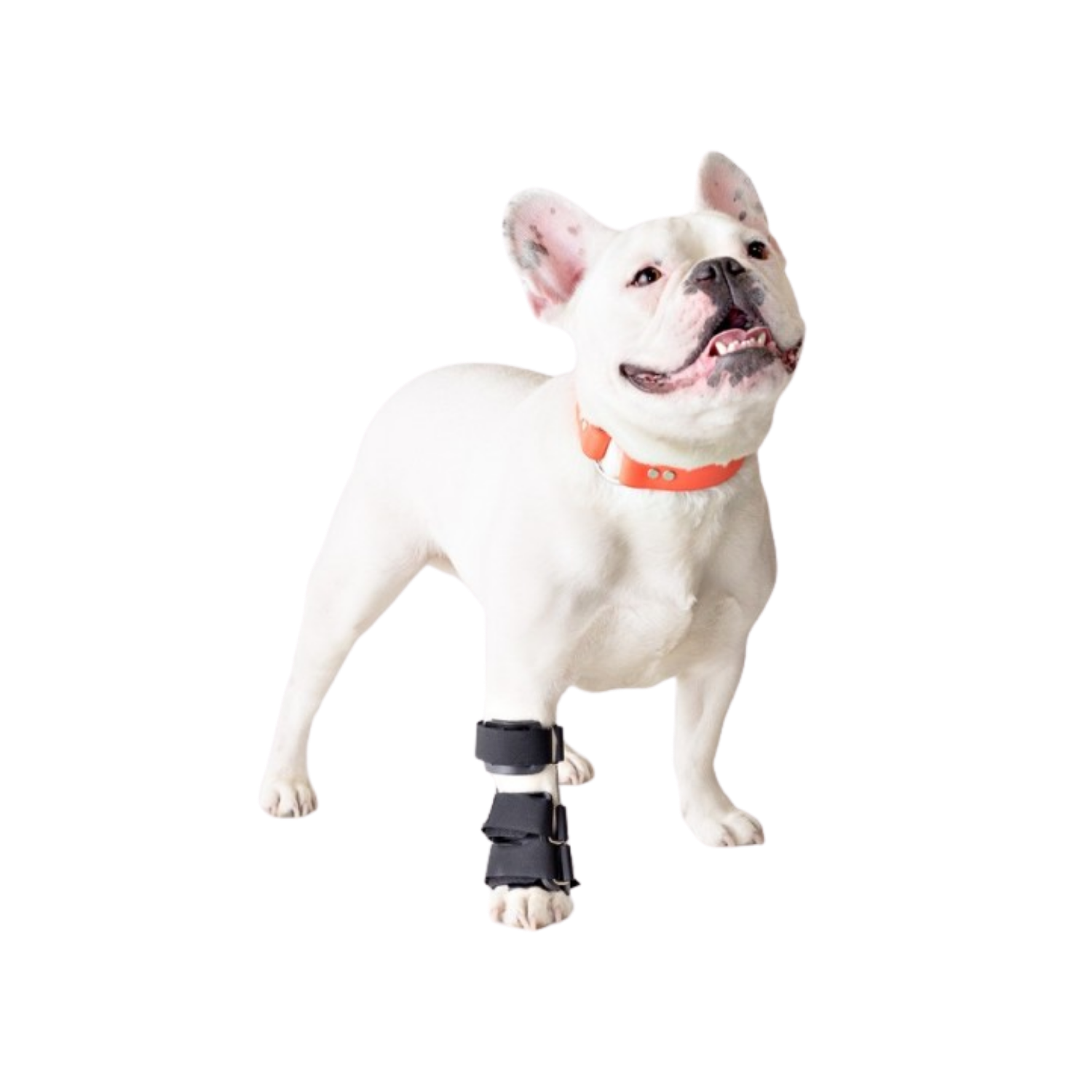 Carpal Splint for Dogs - Wrist Joint Immobilisation