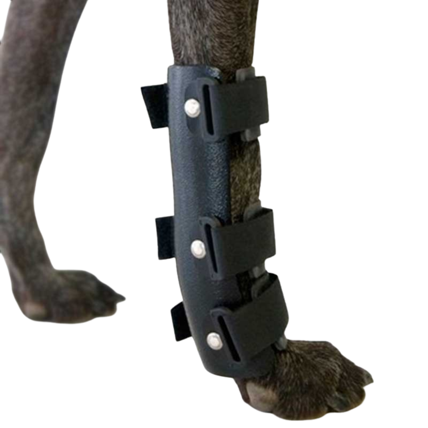 Carpal Splint for Dogs - Wrist Joint Immobilisation