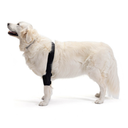 Elbow Brace