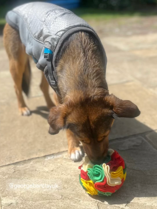 George Barclay ClimaCOOL Dog Cooling Jacket