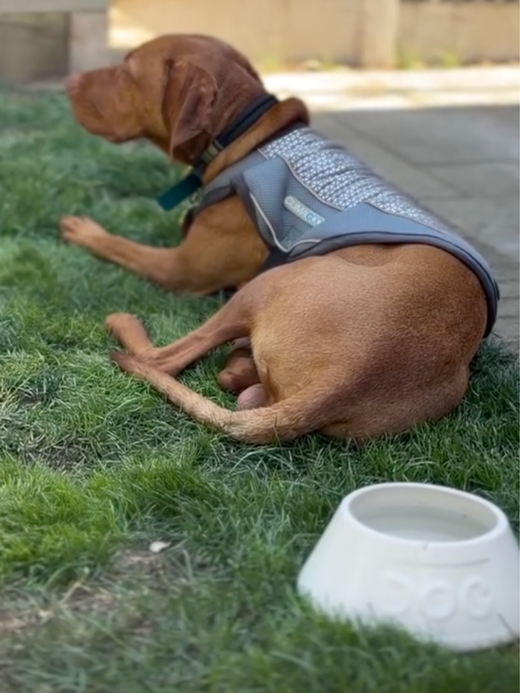 George Barclay ClimaCOOL Dog Cooling Jacket