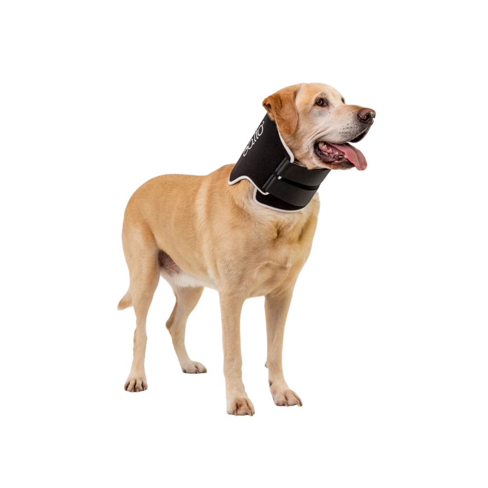 Balto® Neck – Rigid Neck Brace