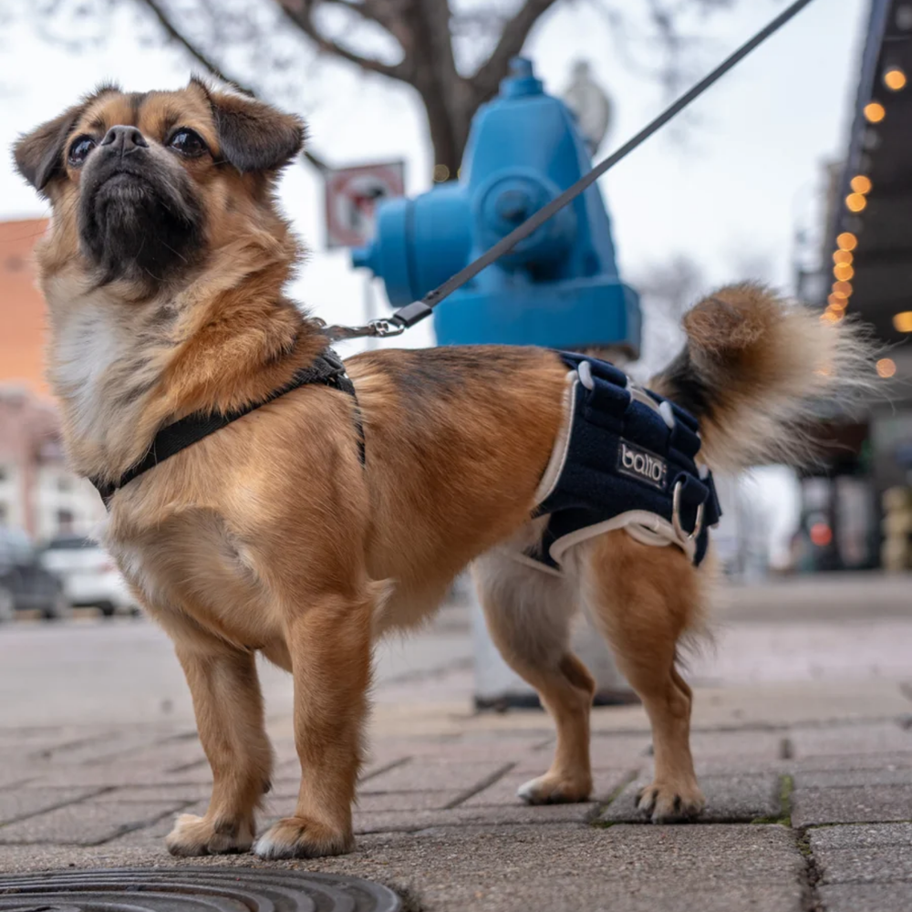 Balto® Life – Hip Dysplasia Brace