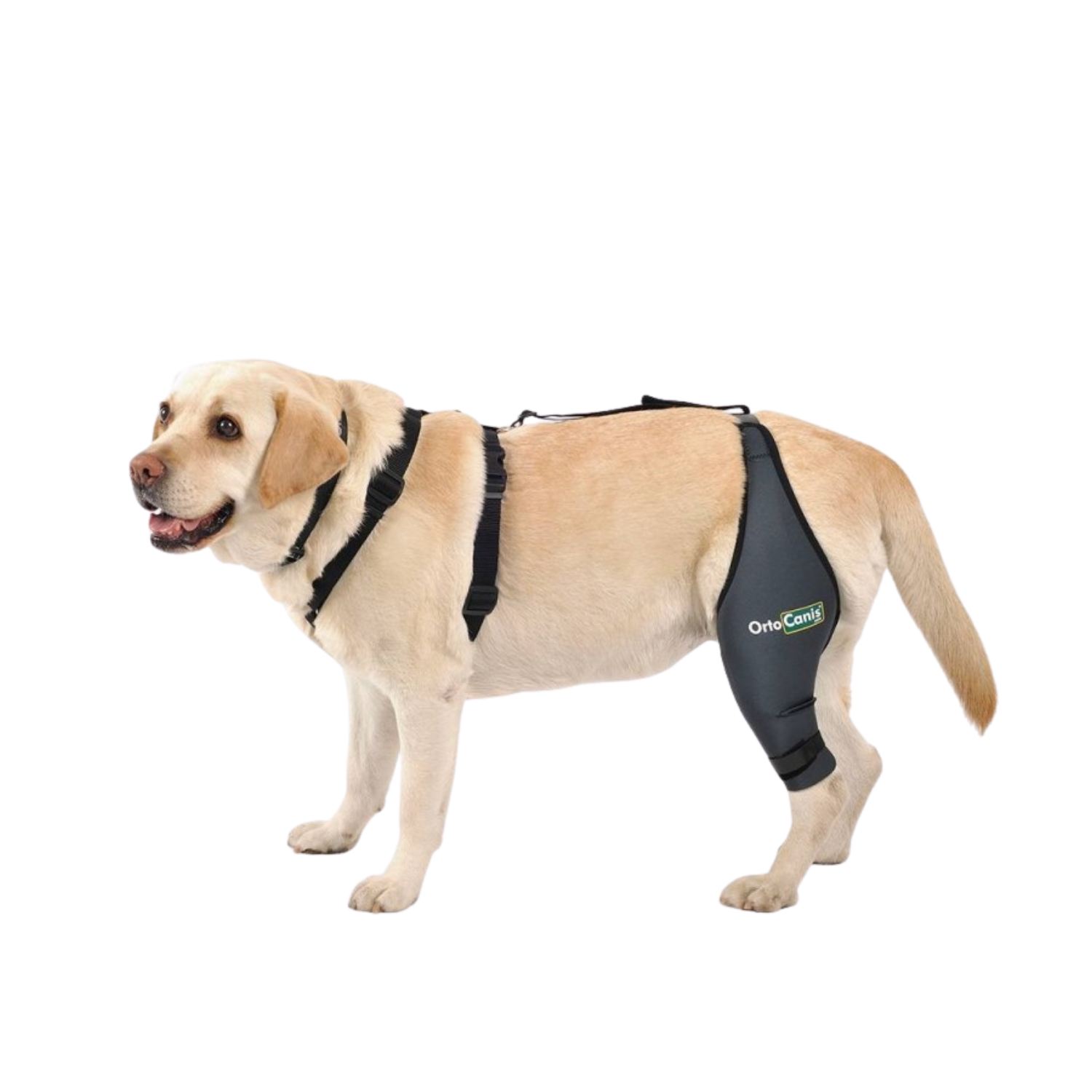 Knee Brace for Dogs - Joint Support & Injury Recovery