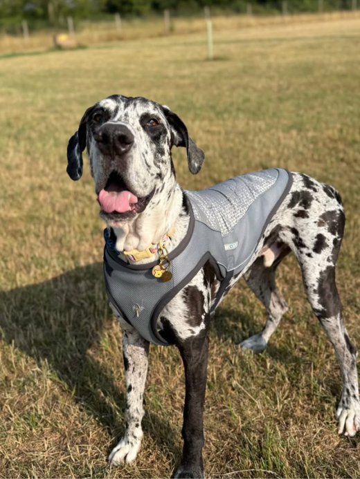 George Barclay ClimaCOOL Dog Cooling Jacket