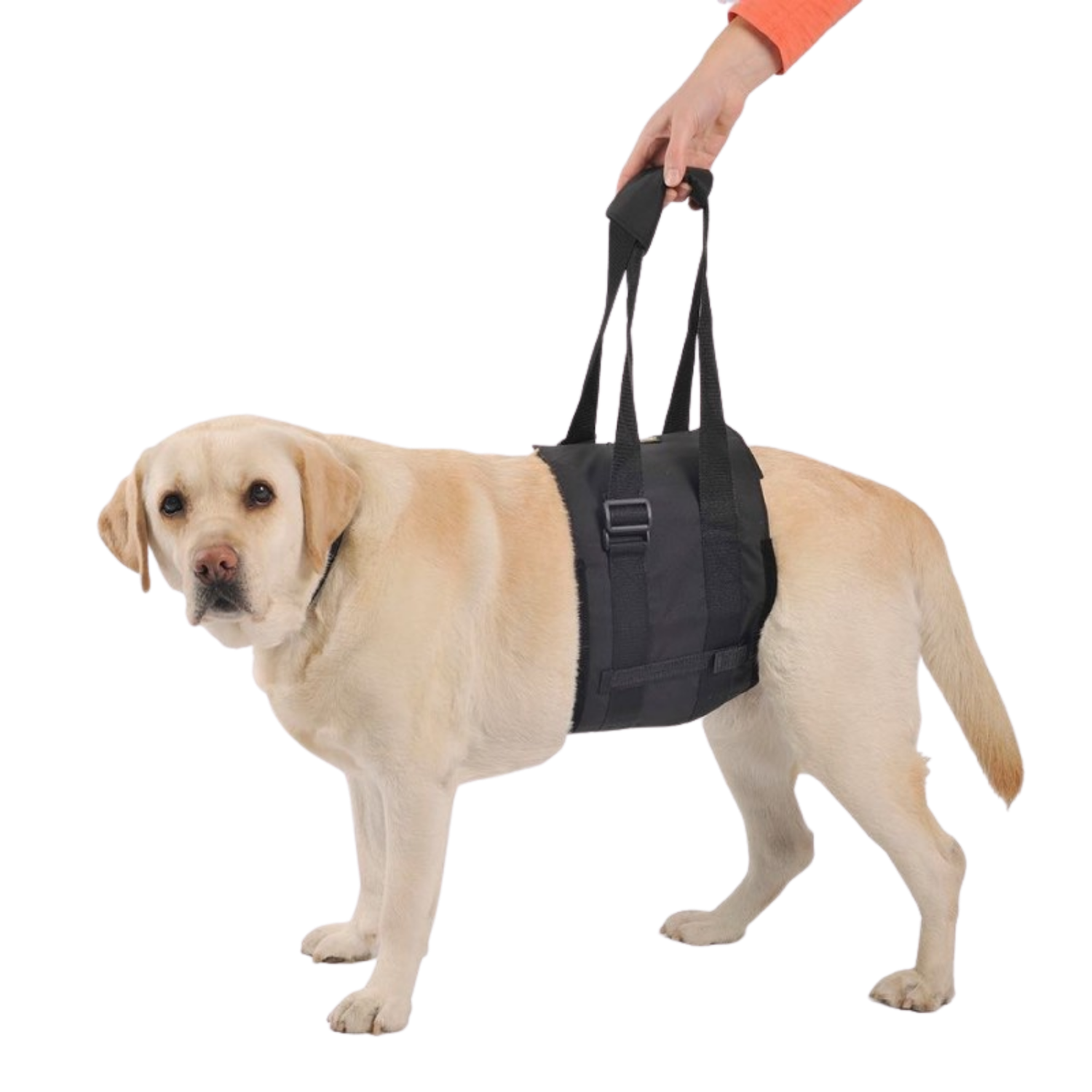Abdominal Support Sling for Dogs with Reduced Mobility – Post-Surgery Support & Hind Limb Weakness