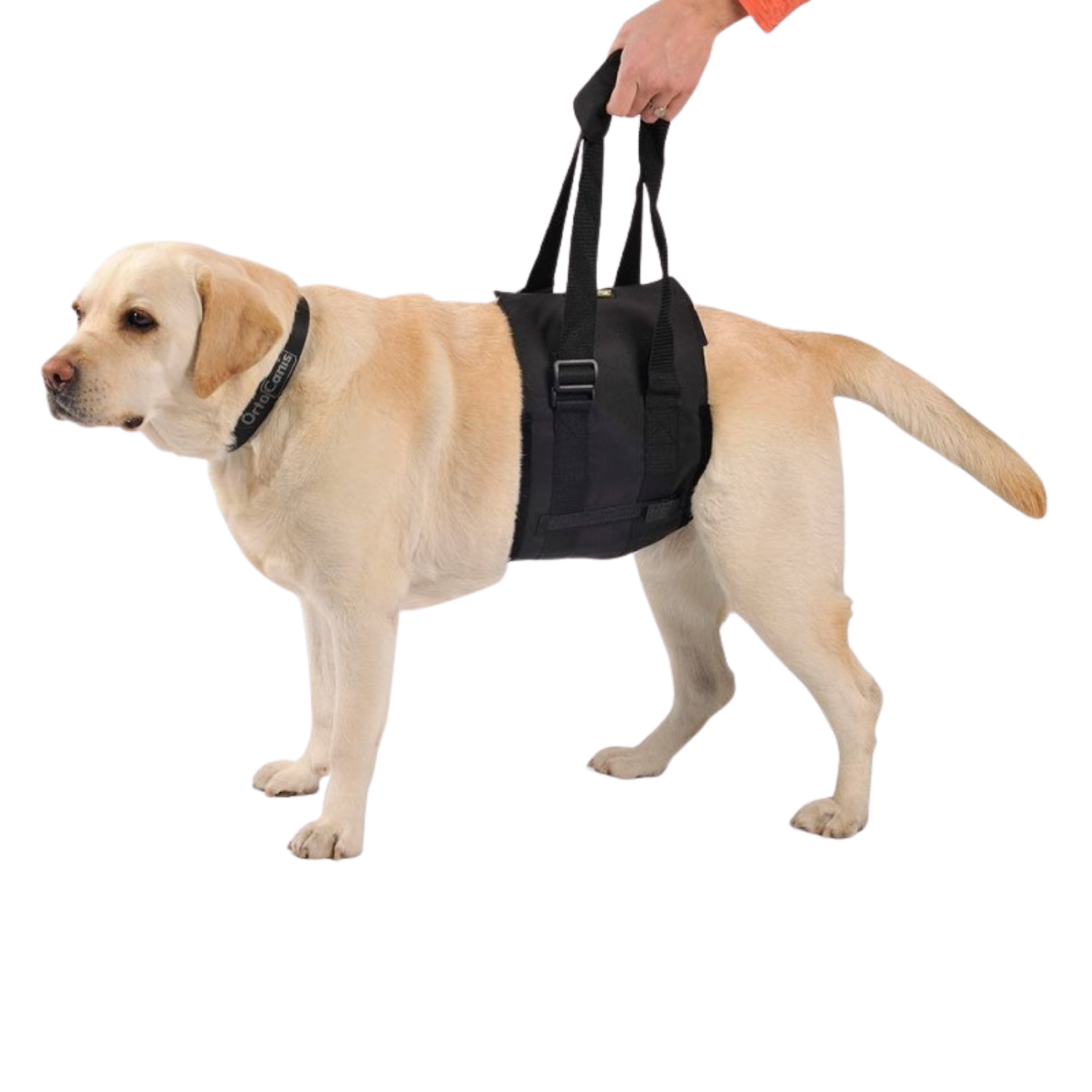 Abdominal Support Sling for Dogs with Reduced Mobility usage view – Easy to Fit