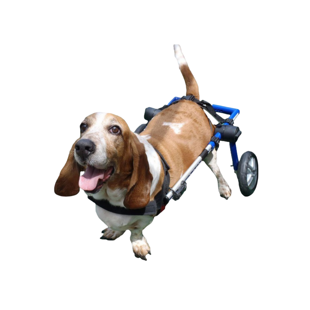 Adjustable Dog Wheelchair - For Dogs Between 11-35kg product detail – Paralysis