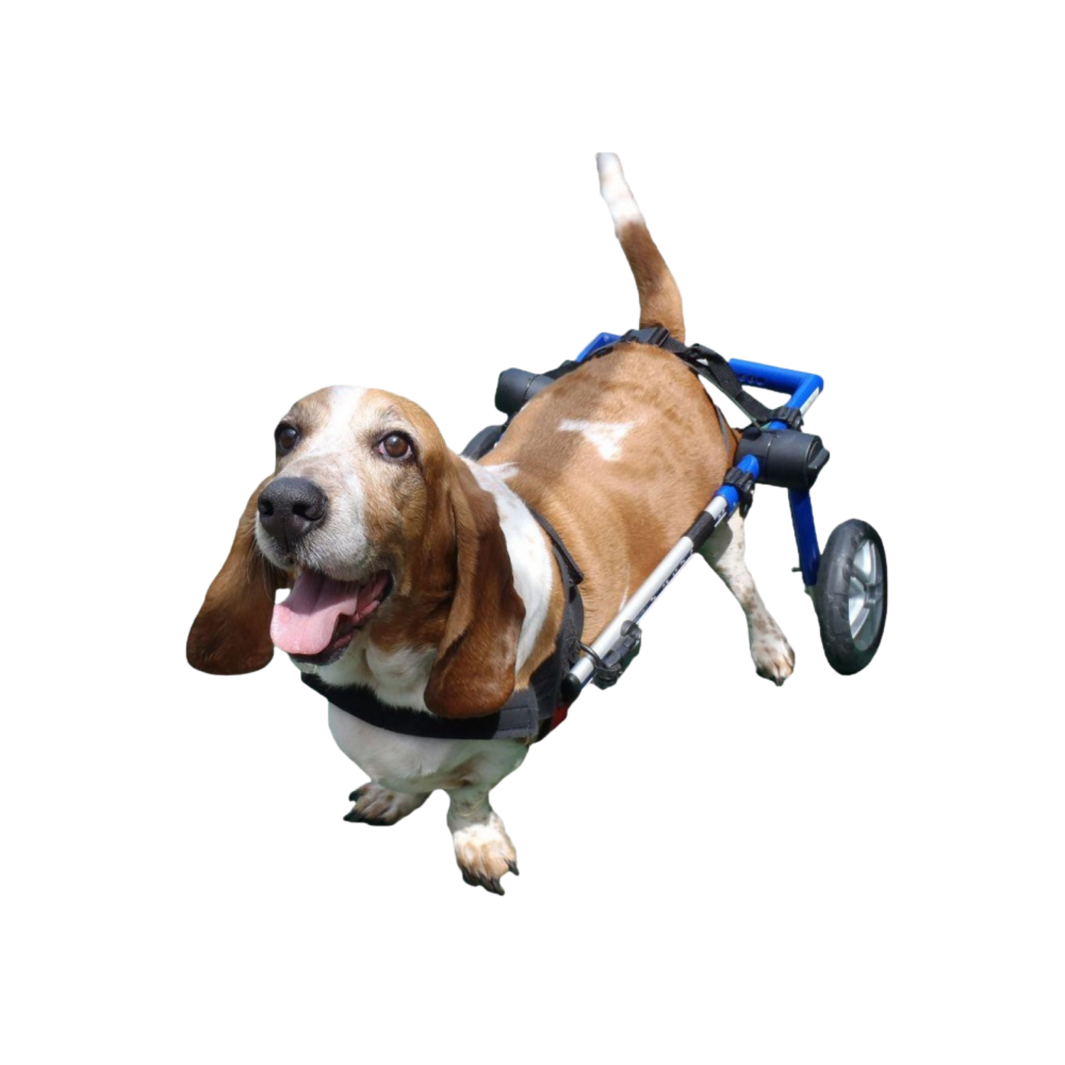 Adjustable Dog Wheelchair - For Dogs Between 11-35kg product detail – Paralysis