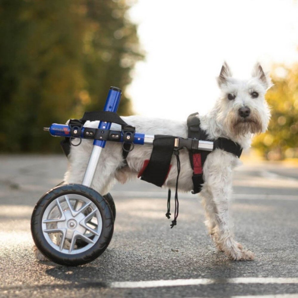 Adjustable Dog Wheelchair - For Dogs Between 4-11kg product detail – Paralysis
