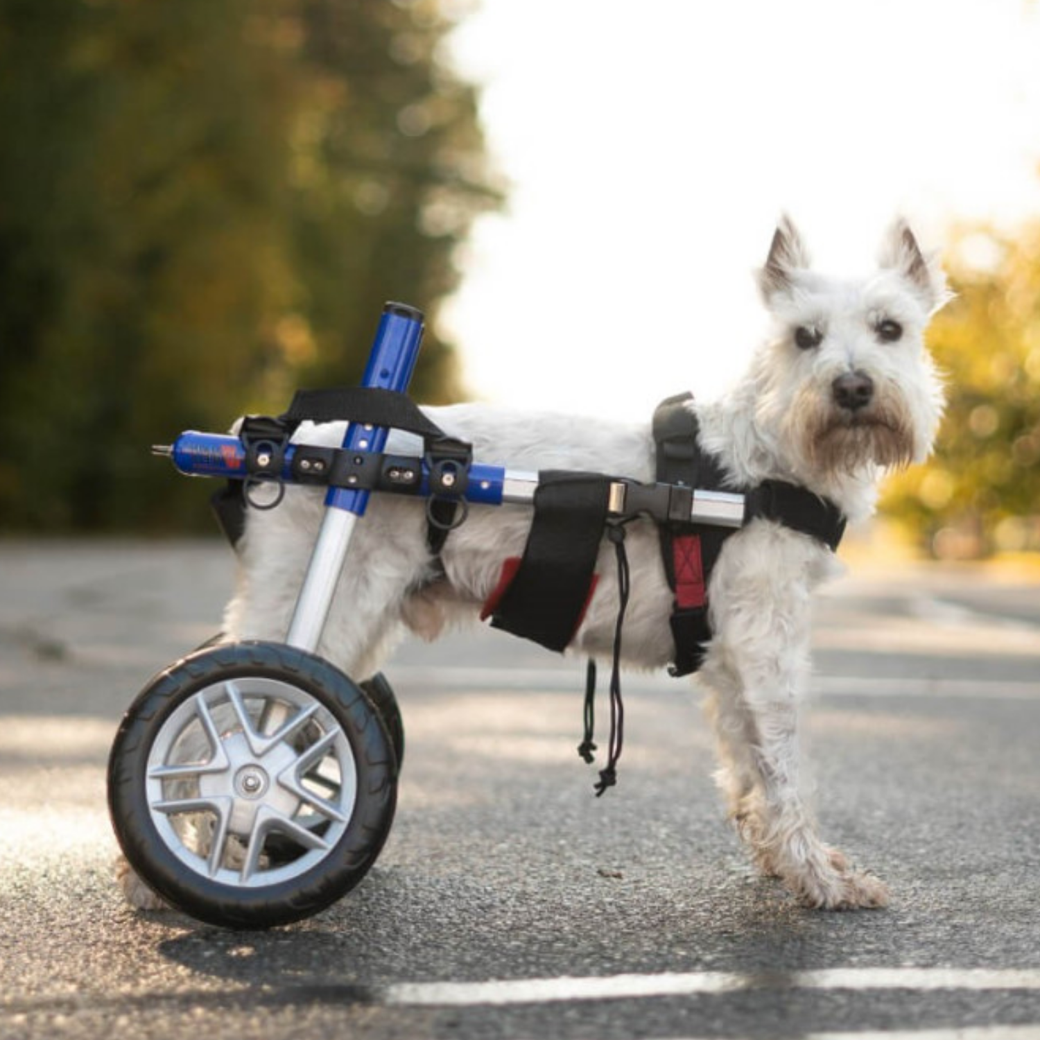 Adjustable Dog Wheelchair - For Dogs Between 4-11kg product detail – Paralysis