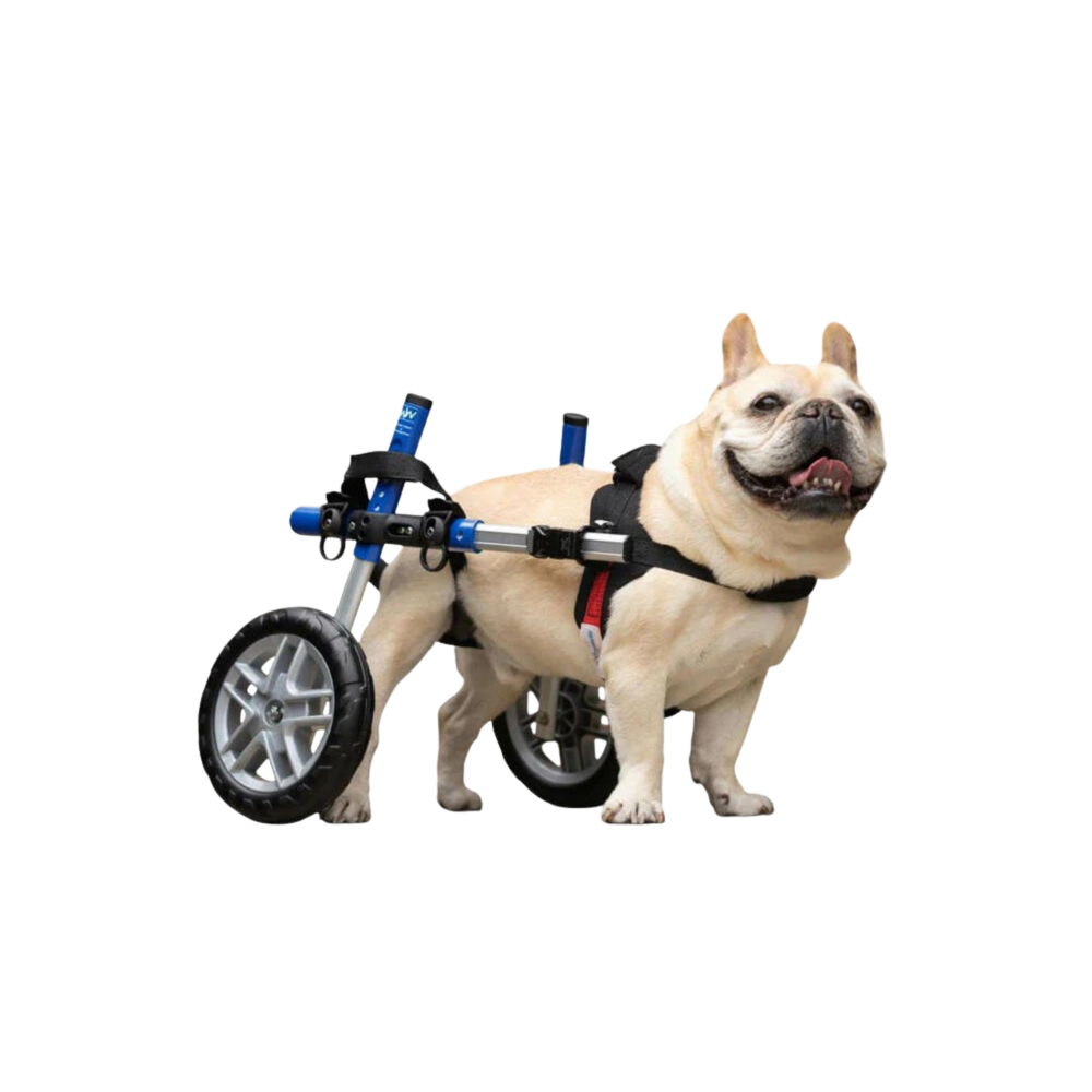 Adjustable Dog Wheelchair - For Dogs Between 4-11kg usage view – Rear Leg Weakness