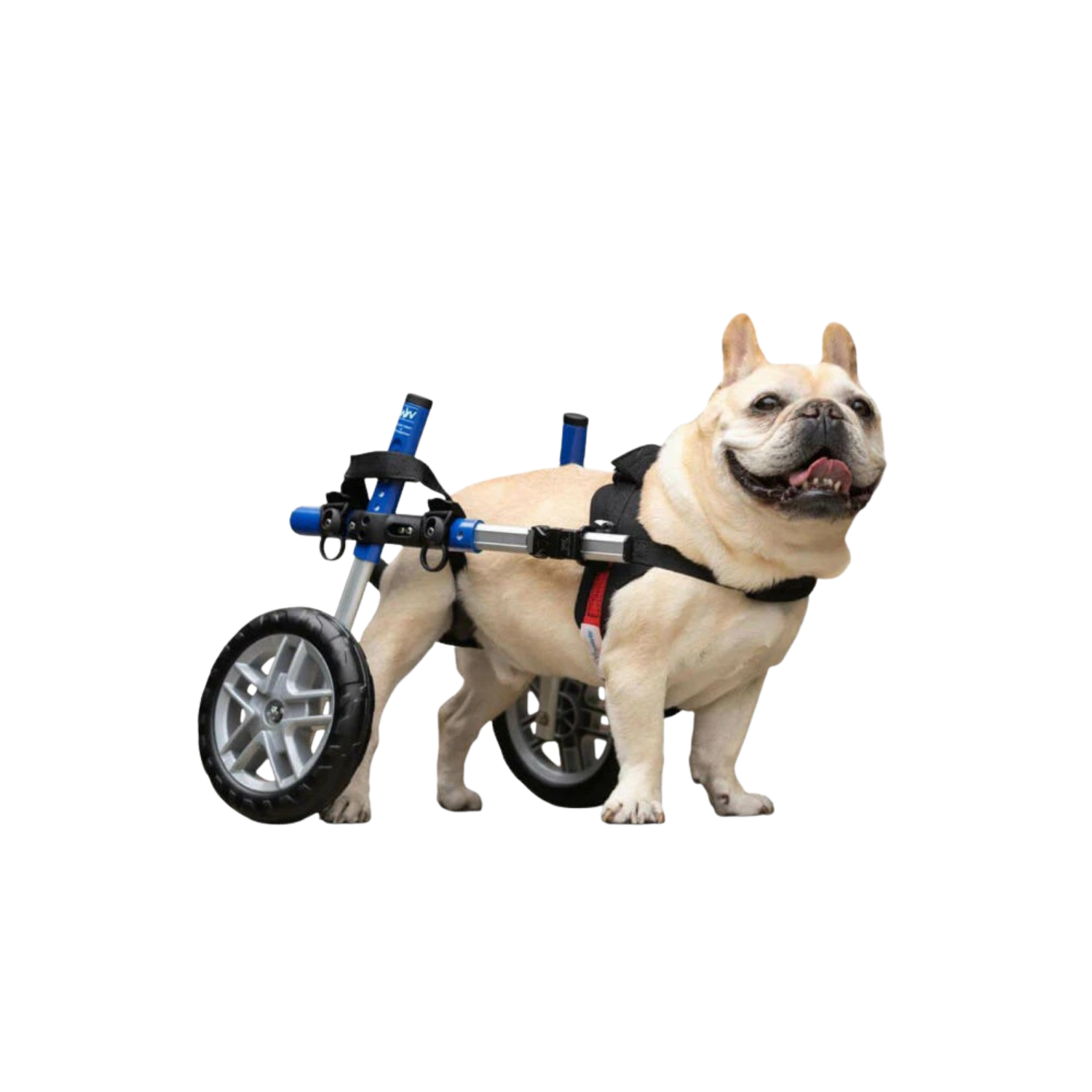 Adjustable Dog Wheelchair - For Dogs Between 4-11kg usage view – Rear Leg Weakness