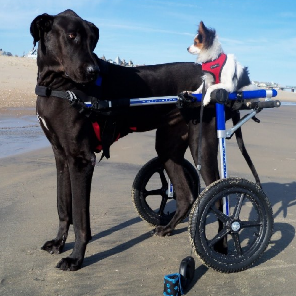Adjustable Dog Wheelchair - For Dogs Over 35kg product detail – Paralysis