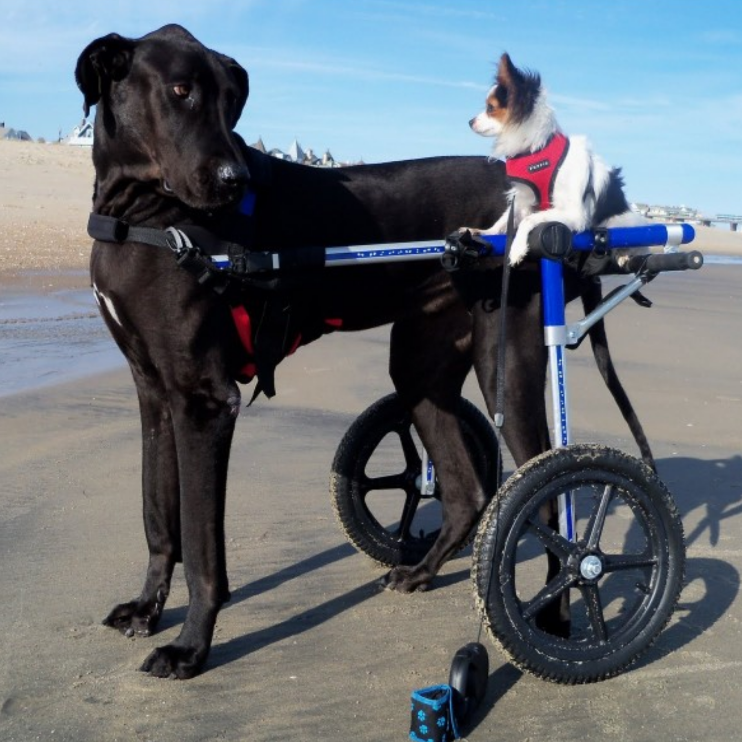 Adjustable Dog Wheelchair - For Dogs Over 35kg product detail – Paralysis