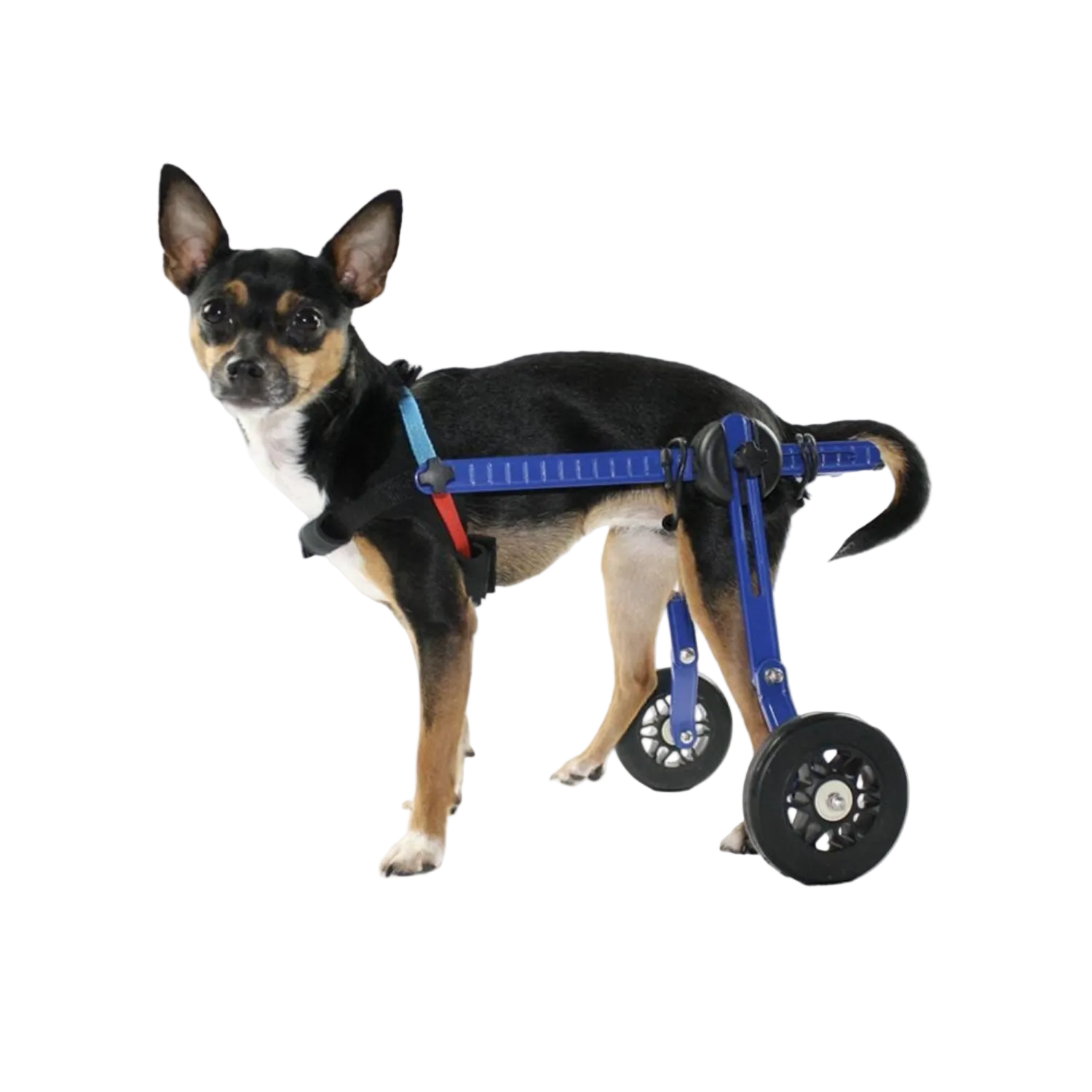 Adjustable Dog Wheelchair - For Dogs Under 4kg packaging – Mobility