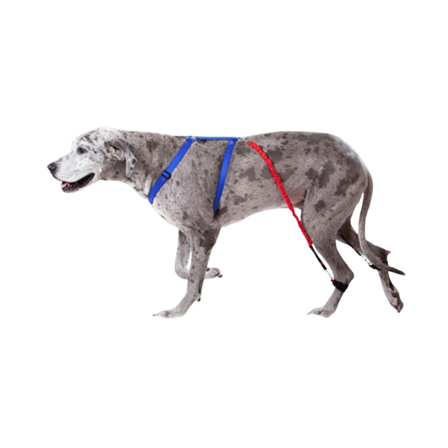 Biko Brace - Walking Aid for Ataxia & Degenerative Myelopathy – Gait Correction & Reduces Knuckling
