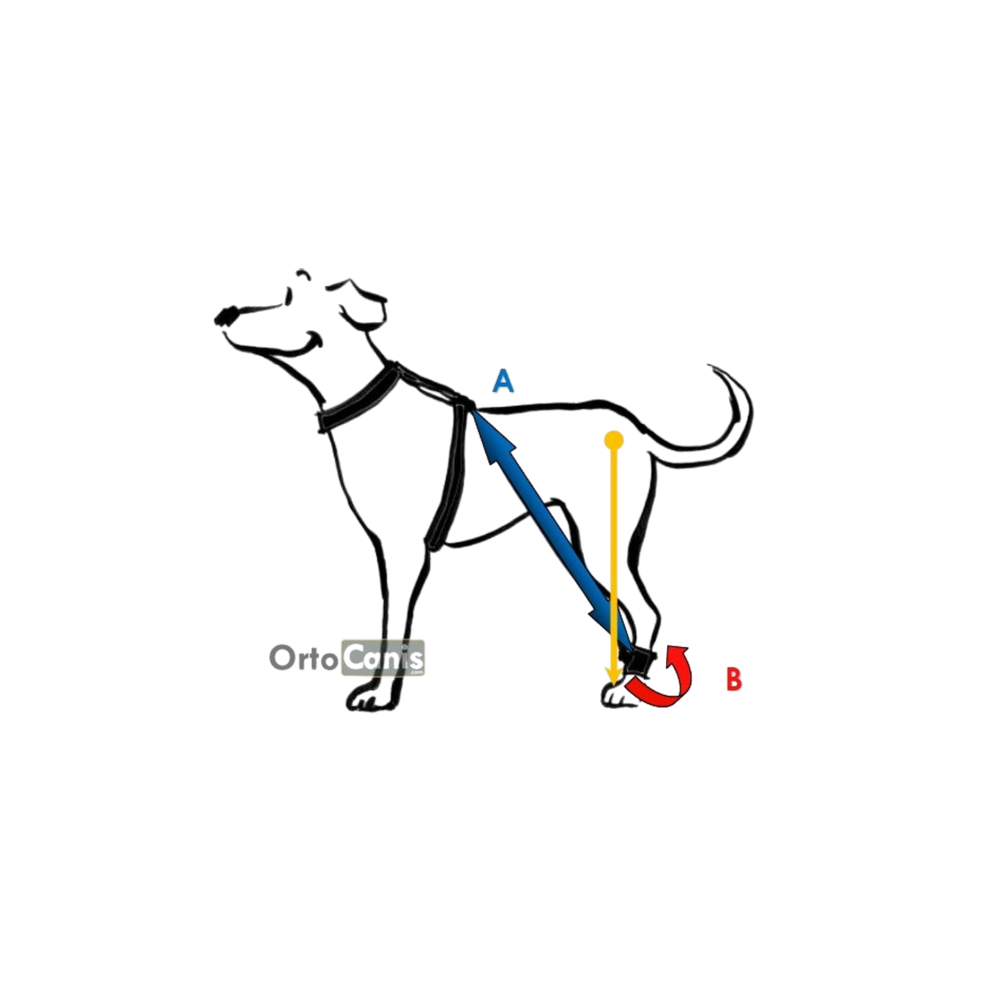 Biko Brace - Walking Aid for Ataxia & Degenerative Myelopathy product detail – Neurological Support