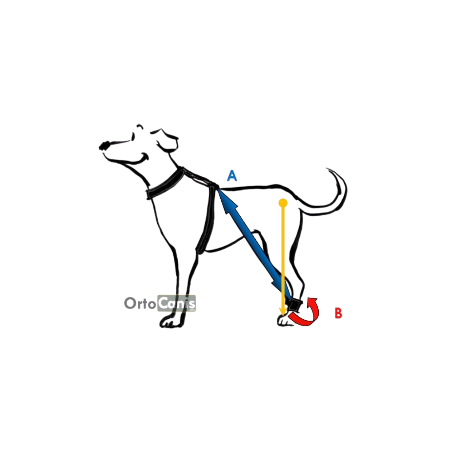 Biko Brace - Walking Aid for Ataxia & Degenerative Myelopathy product detail – Neurological Support