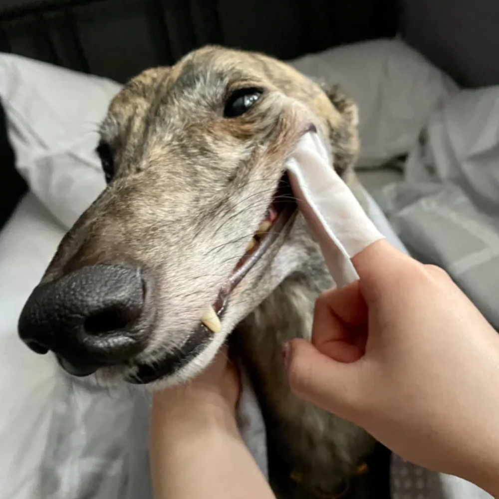 Dental Cleaning Wipes for Dogs - 50 Wipes per Pack packaging – Reduces Plaque