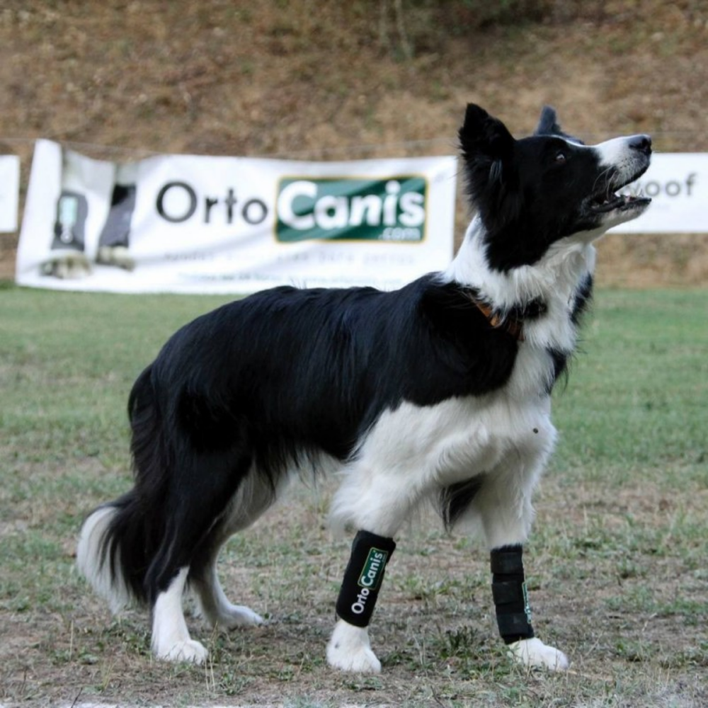 Dog Carpal Wrap for Wrist Support & Joint Protection packaging – Reduces Stiffness