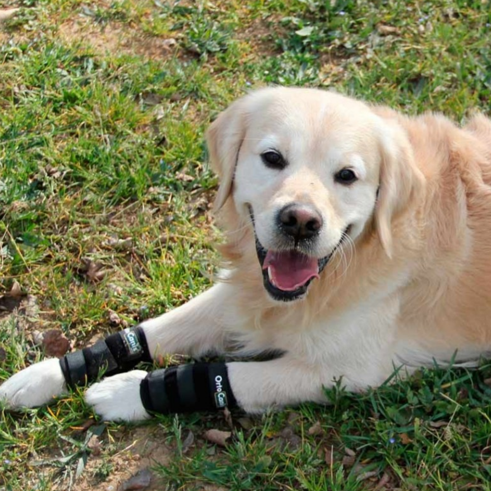 Dog Carpal Wrap for Wrist Support & Joint Protection product detail – Post-Surgery Aid