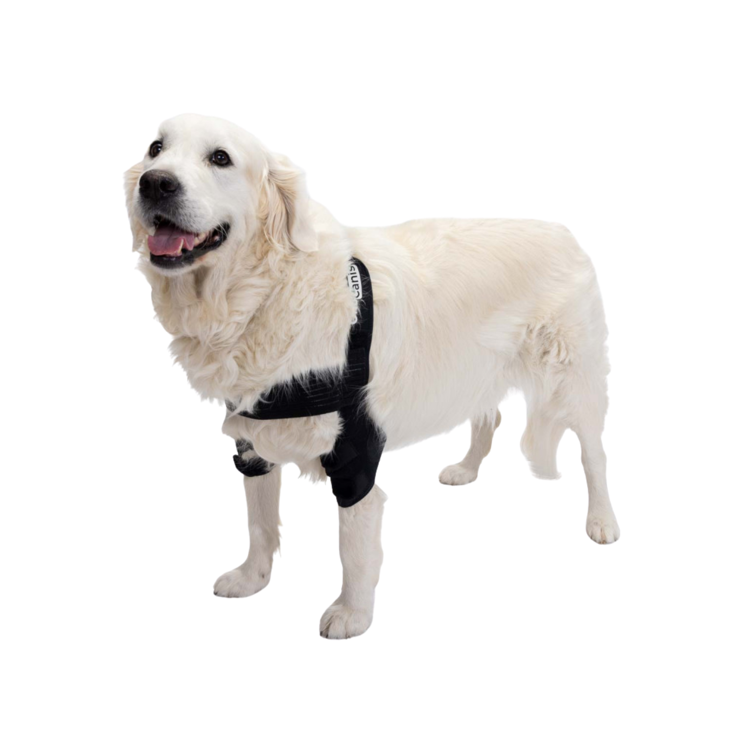 Dog Elbow Pads - Support Brace for Hygromas & Dysplasia product detail – Post-Op Recovery