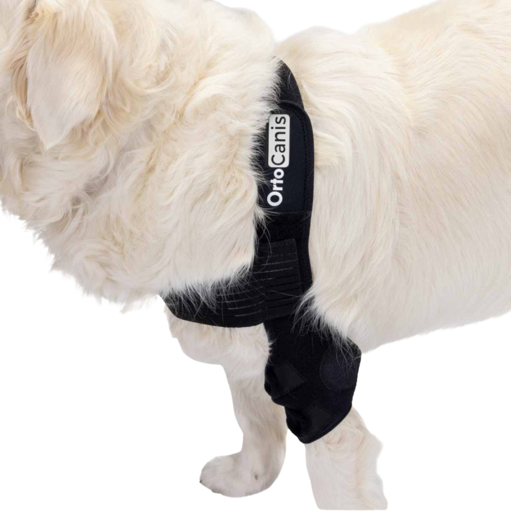 Dog Elbow Pads - Support Brace for Hygromas & Dysplasia usage view – Reduces Swelling