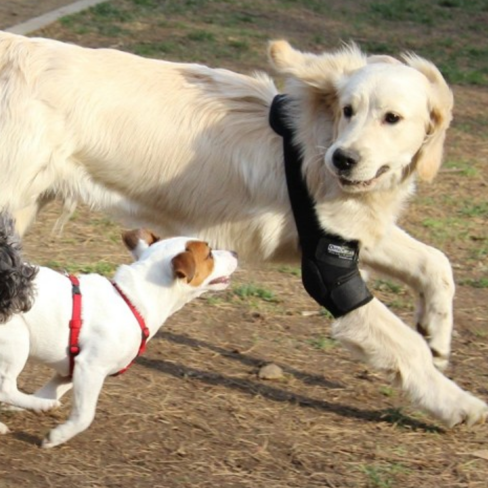 Dog Elbow Pads - Support Brace for Hygromas & Dysplasia packaging – Hygroma Relief