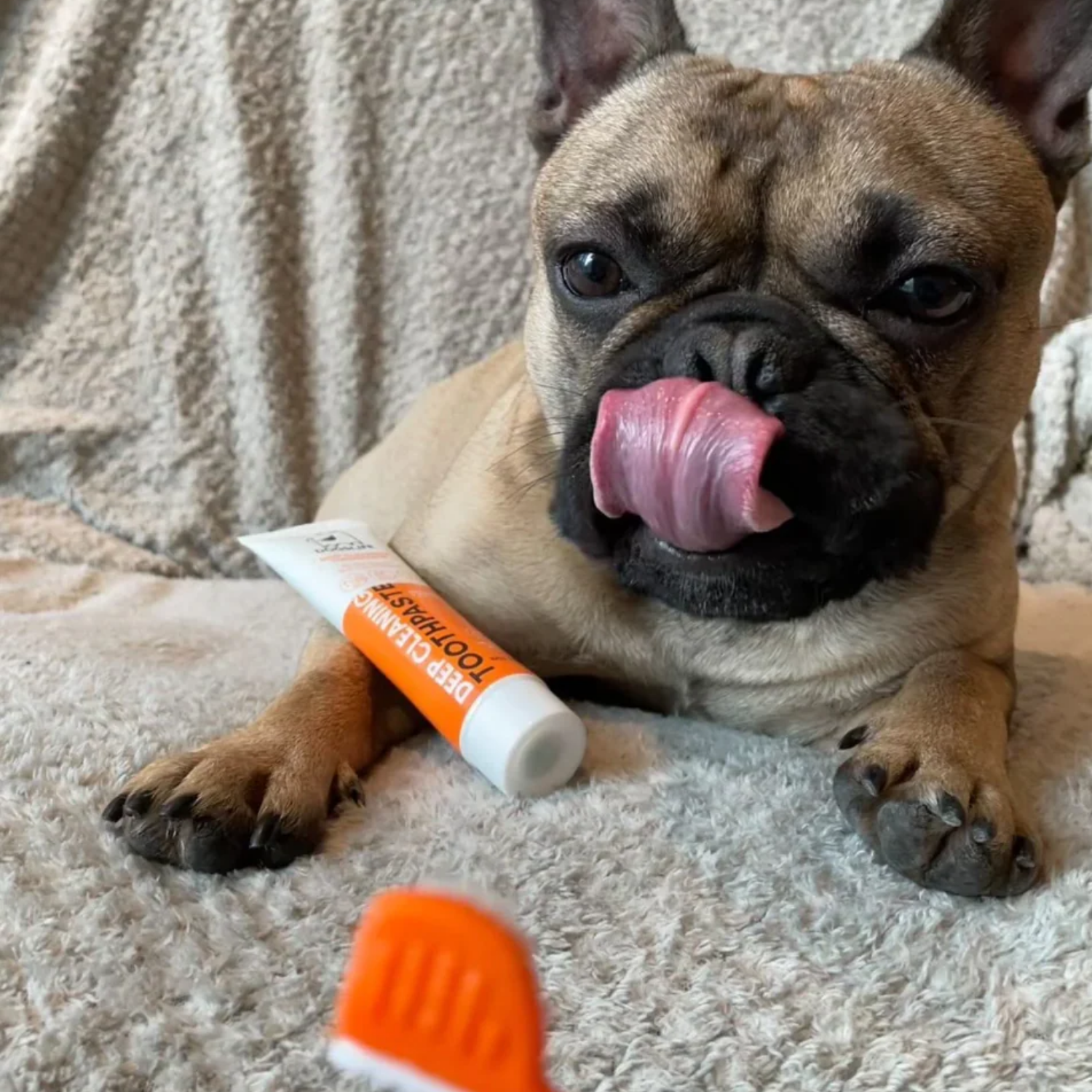 Dog Toothbrush & Toothpaste Dental Kit - Triple-Head Brush product detail – Tartar Prevention
