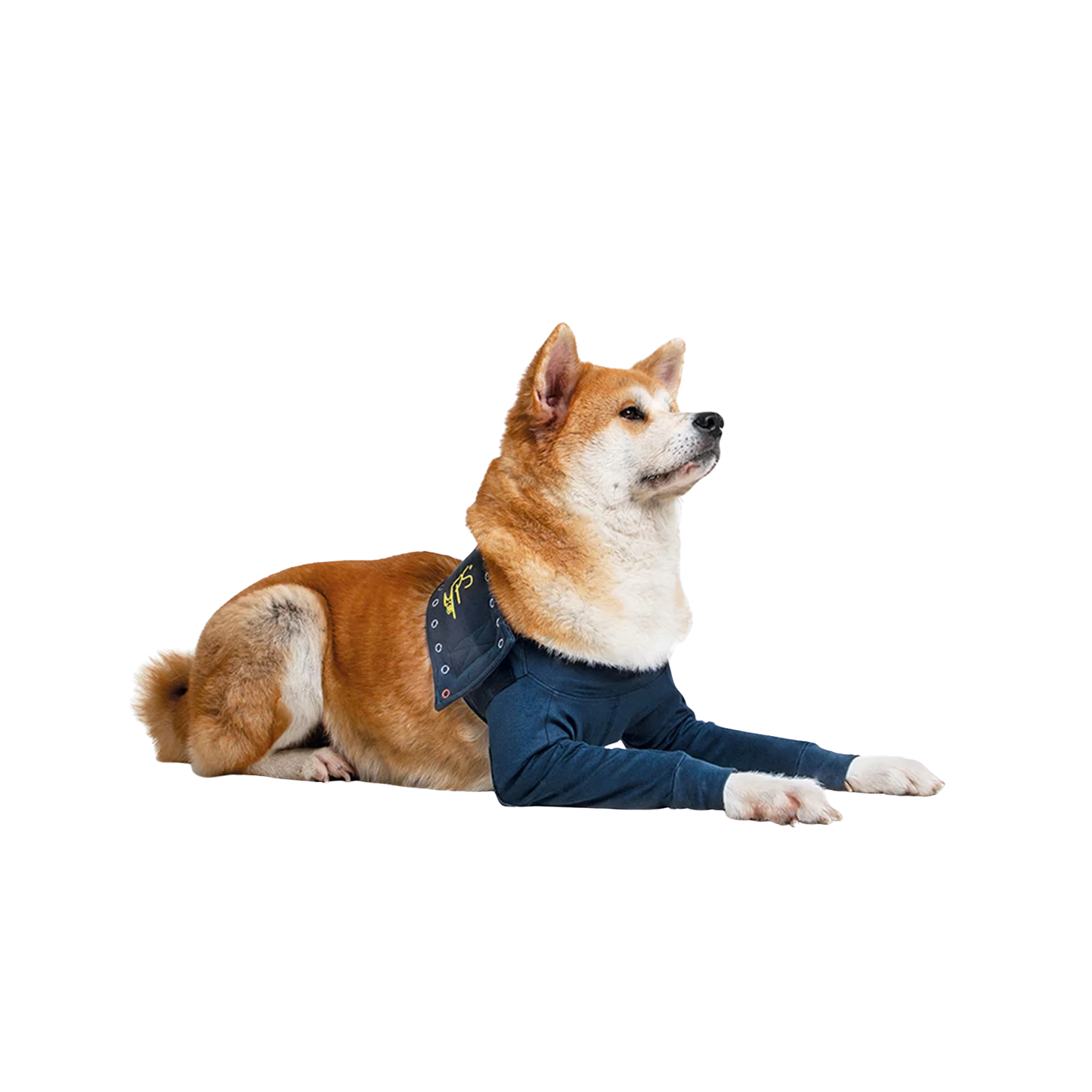 Double Front Leg Sleeve Recovery Shirt for Dogs – Cone Alternative & Post-Surgery