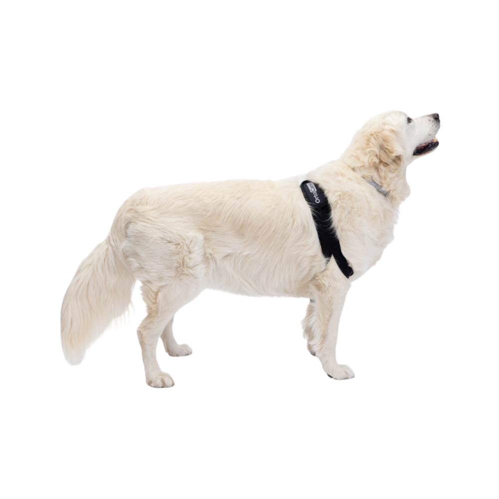 Elbow Brace for Dogs - Joint Support & Post-Surgery Aid product detail – Inflammation Comfort