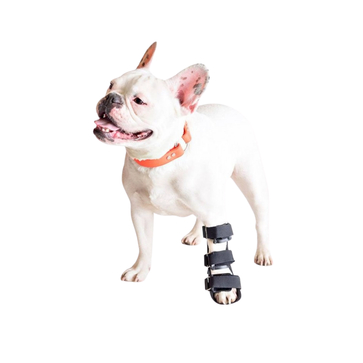 Front Leg Splint for Dogs - Fractures & Carpal Injuries product detail – Nerve Recovery
