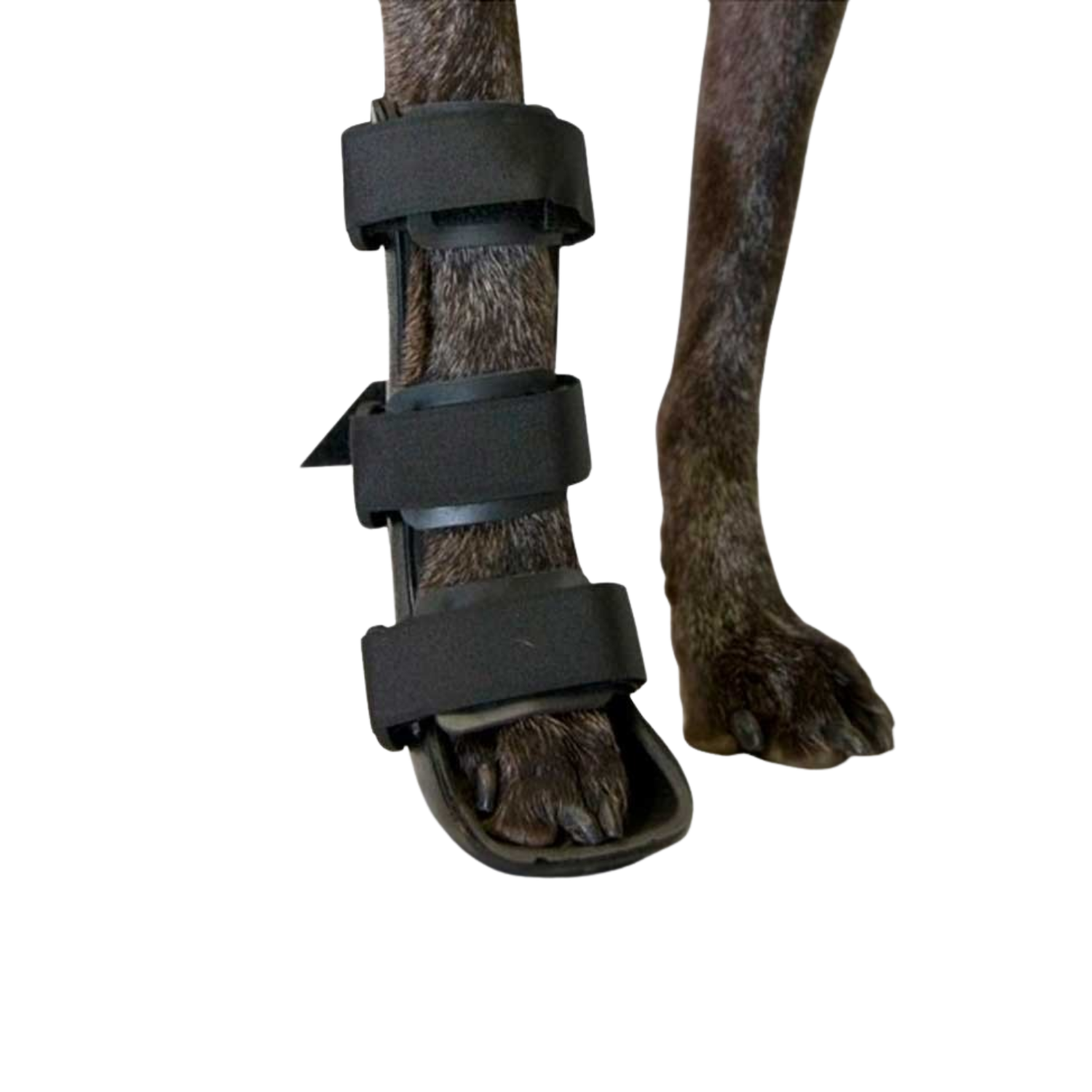 Front Leg Splint for Dogs - Fractures & Carpal Injuries usage view – Custom Fit