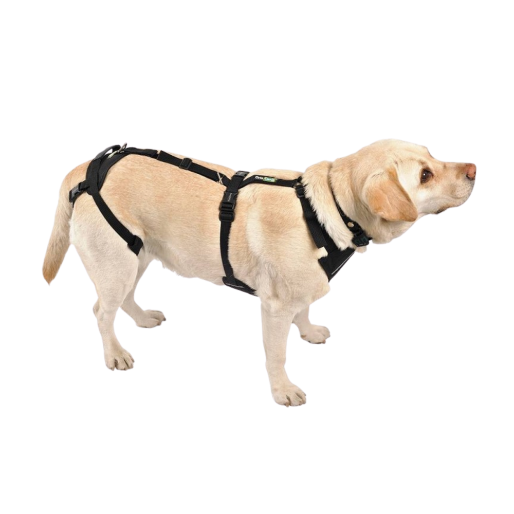 Full Body Support Harness for Dogs - Post-Op & Mobility Aid usage view – Mobility Aid