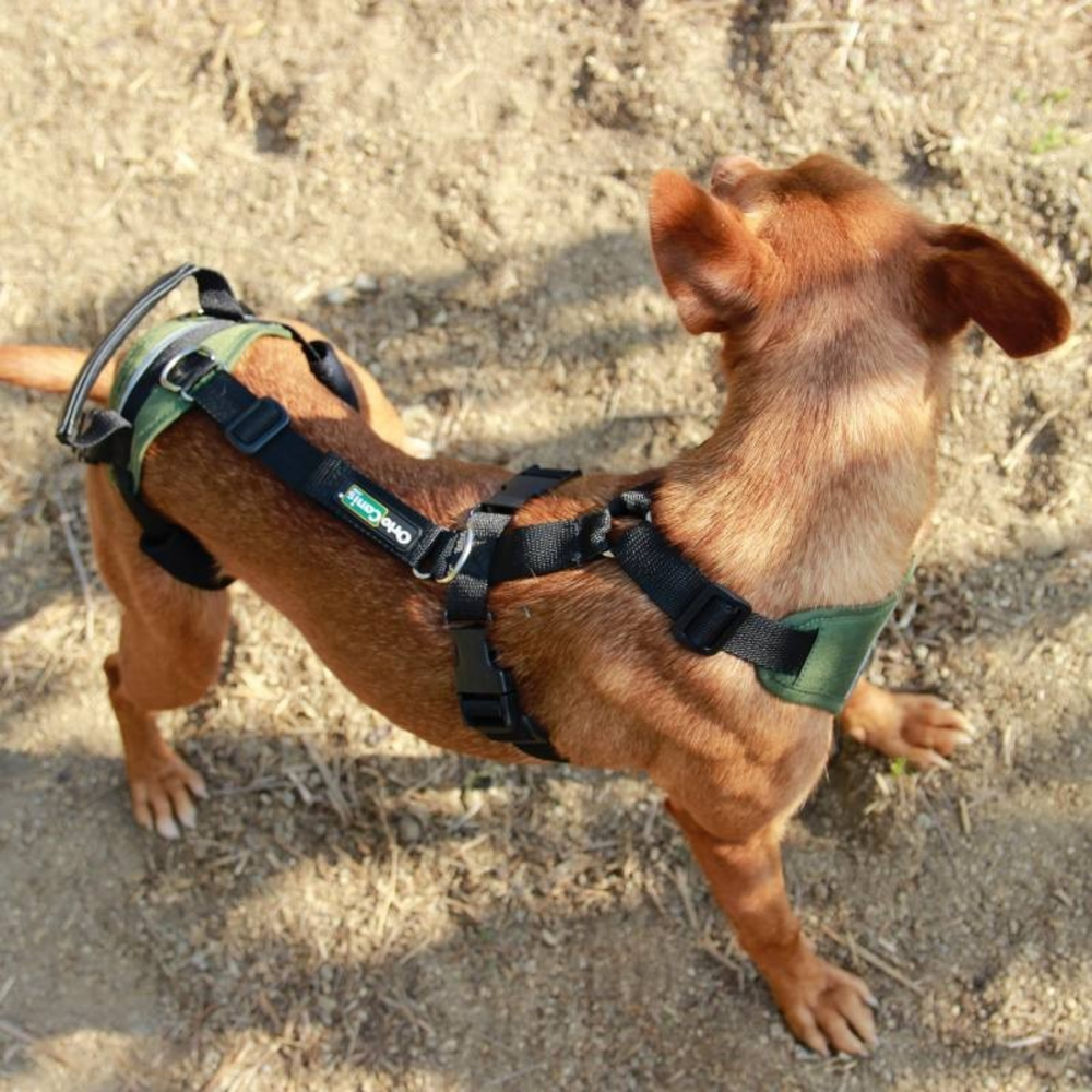 Full Body Support Harness for Dogs - Post-Op & Mobility Aid product detail – Joint Relief