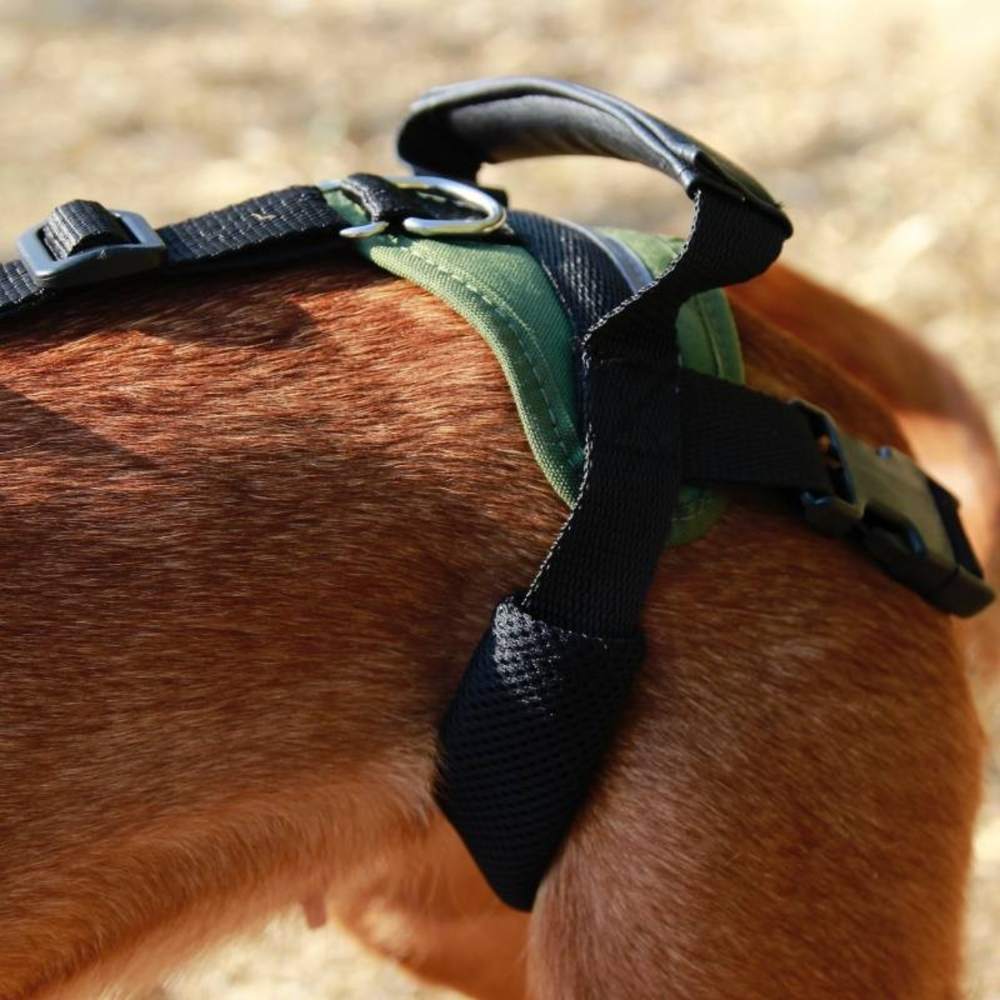 Full Body Support Harness for Dogs - Post-Op & Mobility Aid usage view – Mobility Aid