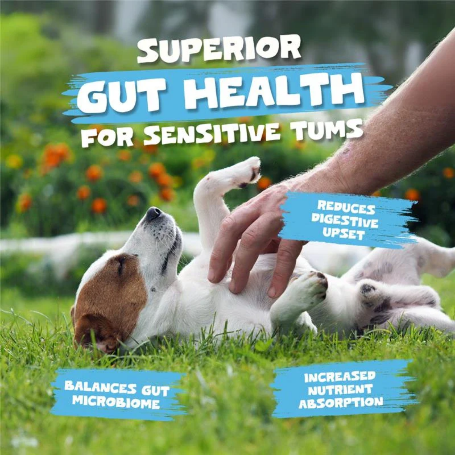 Goats Milk Powder for Dogs & Cats 250g - 100% Natural product detail – Sensitive Stomachs