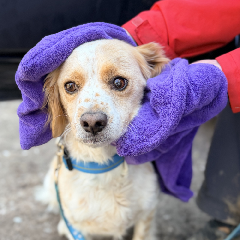 Henry Wag Pet Towel Glove packaging – Fast Drying