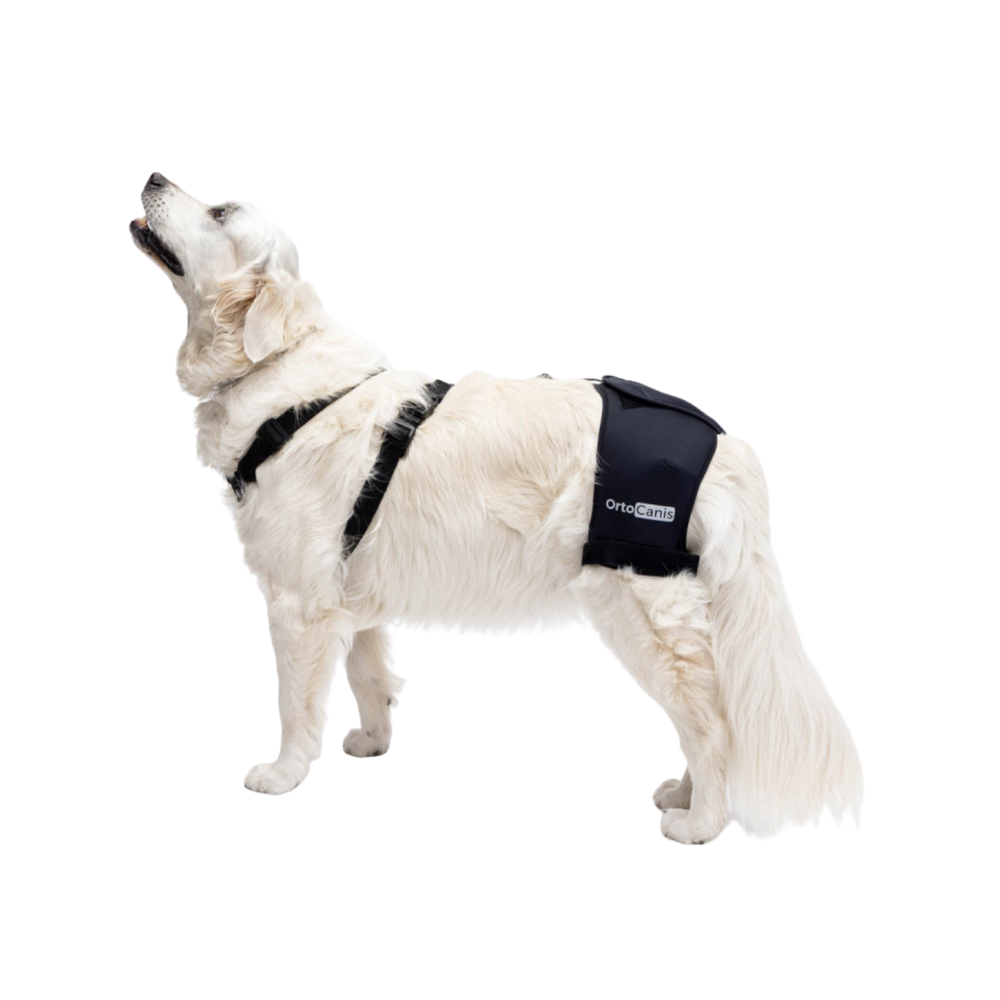 Hip Brace for Dogs with Dysplasia & Arthritis – Hip Support & Pain Relief