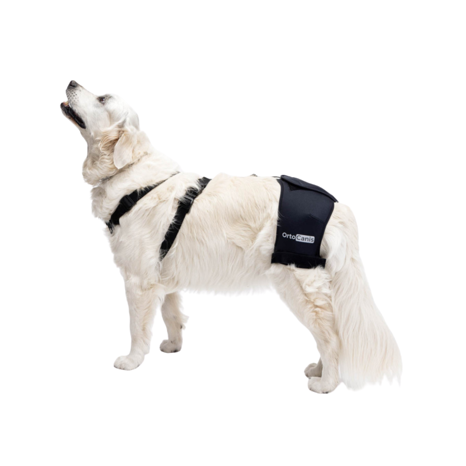 Hip Brace for Dogs with Dysplasia & Arthritis – Hip Support & Pain Relief