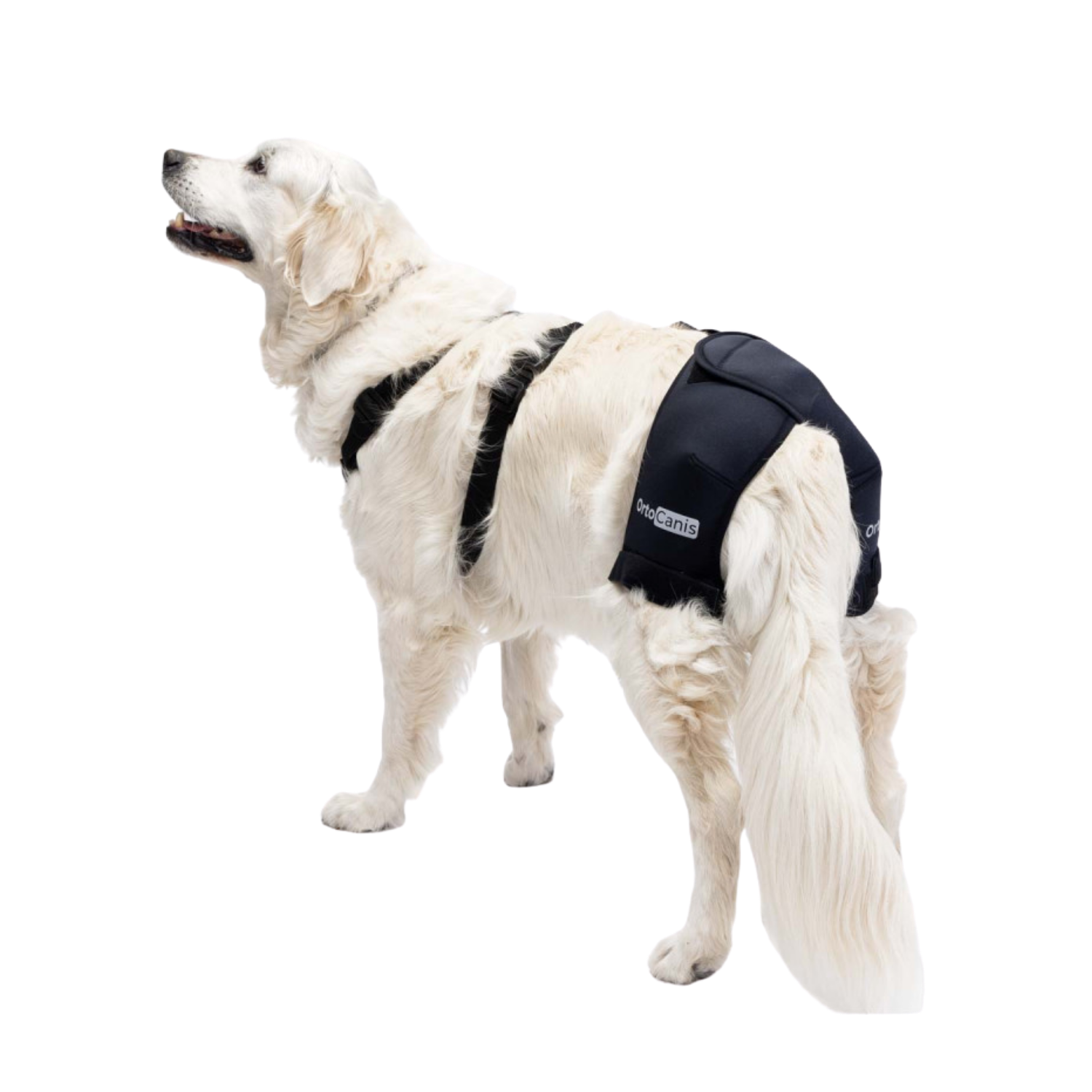 Hip Brace for Dogs with Dysplasia & Arthritis packaging – Pain Relief