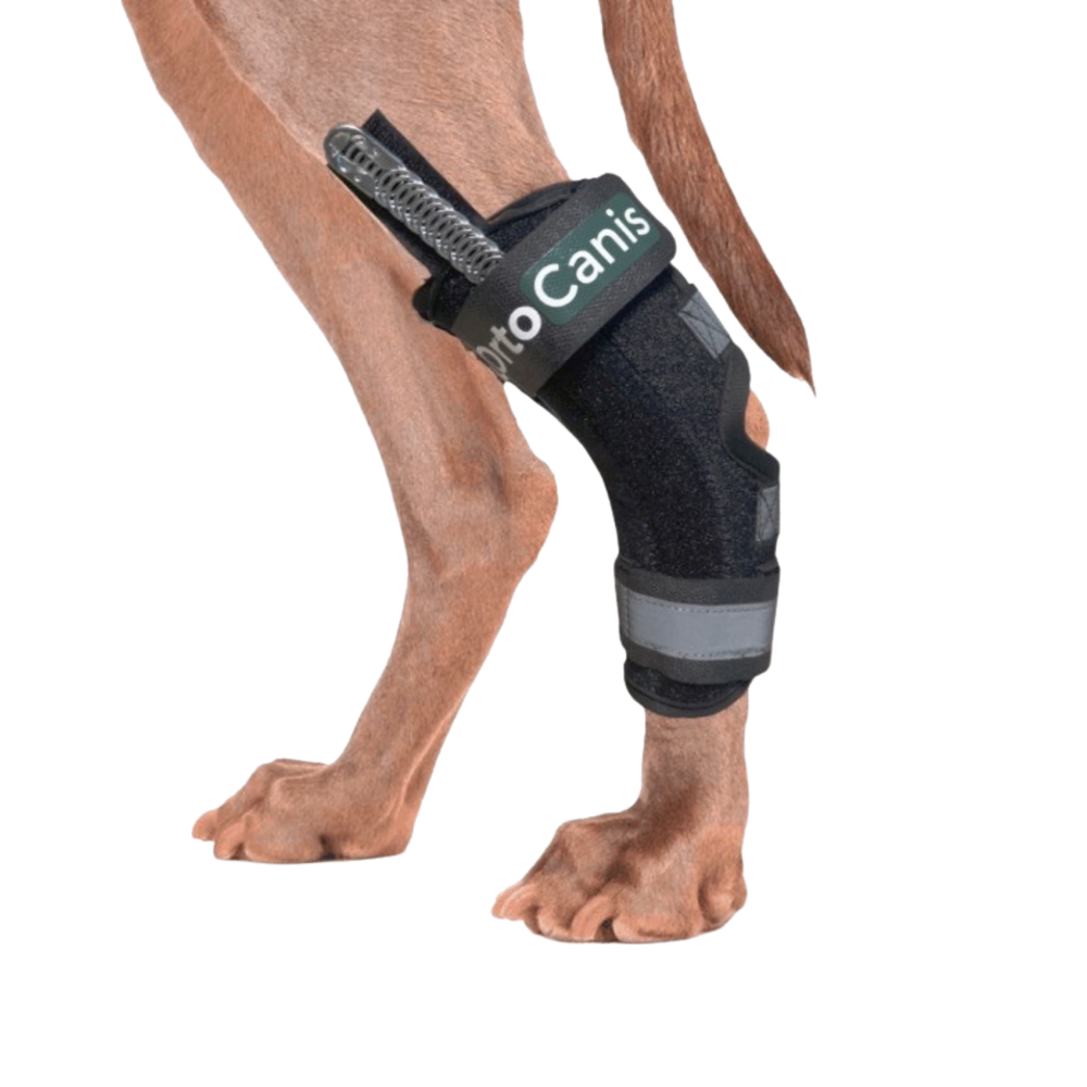 Hock Splint Brace for Dogs - Tarsus Support & Stabiliser usage view – Neoprene Comfort